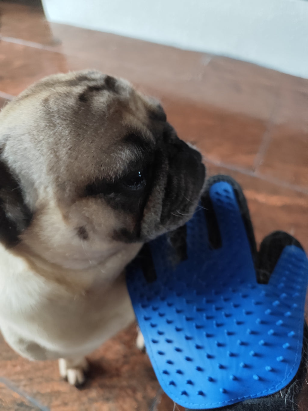 Pflegehandschuh für dein Fellfreund